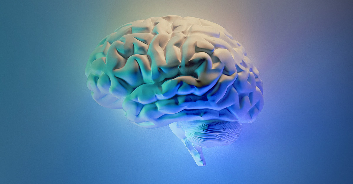 Brain And Spinal Cord