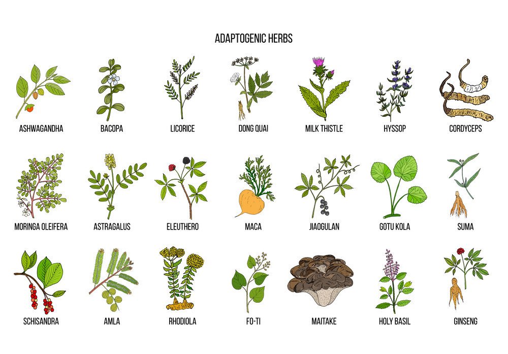Adaptogen herbs. Hand drawn vector