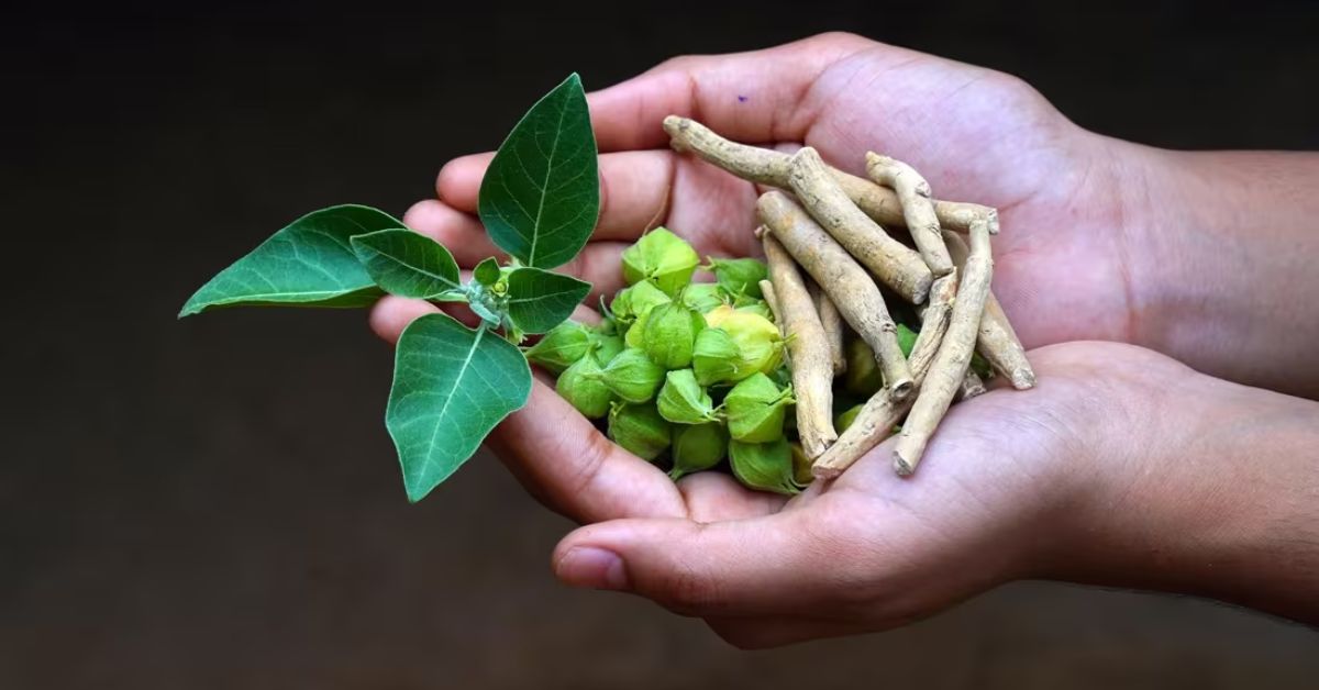 Best Ashwagandha Supplements