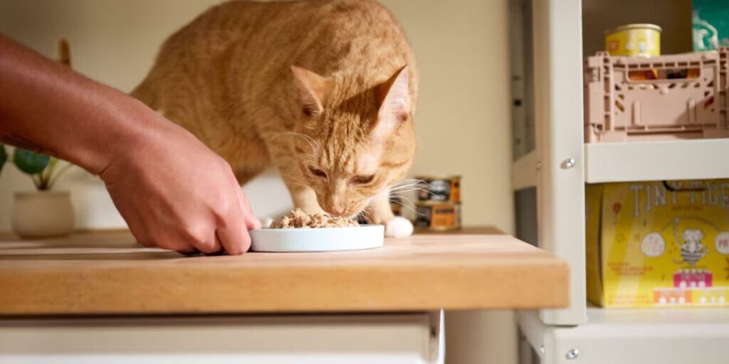 Cat Food Supplements