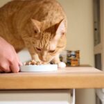 Cat Food Supplements