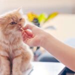 Cat Multivitamin Powder