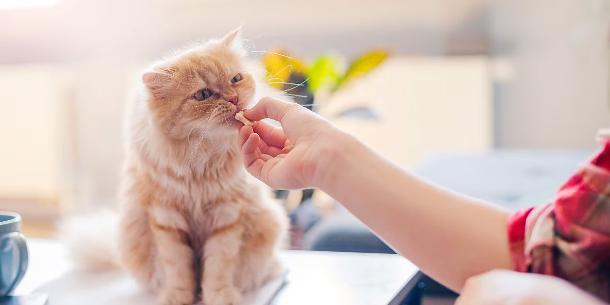 Cat Multivitamin Powder