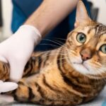 Cats Joint Health Supplement