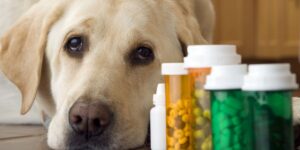Dog Supplements Vitamins