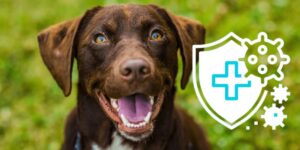 Dog's Immune System