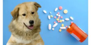 Puppy & Senior Dog Vitamins
