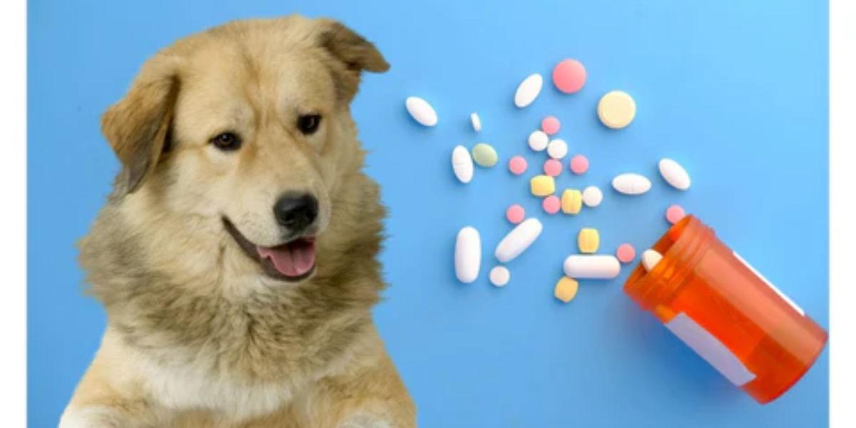 Puppy & Senior Dog Vitamins