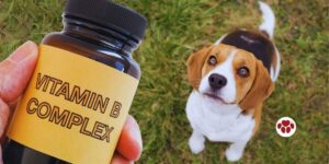 Vitamin D Complex for Dogs