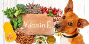 Vitamin E for Dogs