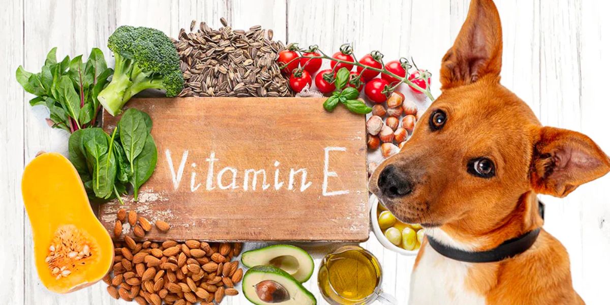 Vitamin E for Dogs