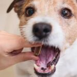 Vitamin-Mineral Supplement for Dog