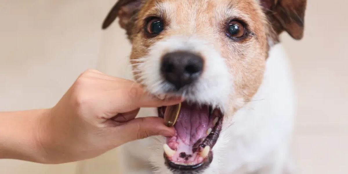 Vitamin-Mineral Supplement for Dog