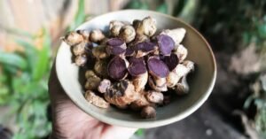 Best Black Ginger Supplement
